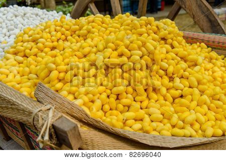 Yellow Silkworm Cocoon Shell Through The Silk Route