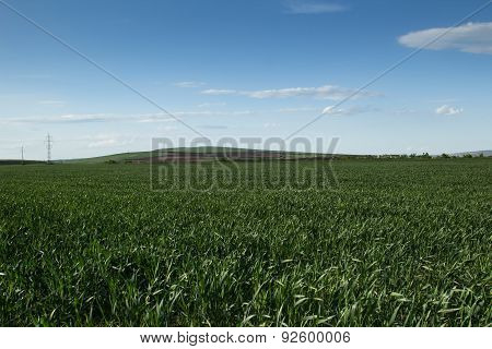 A Field Of Wheat Sprouts