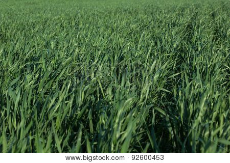 Image Of Wheat Sprouts