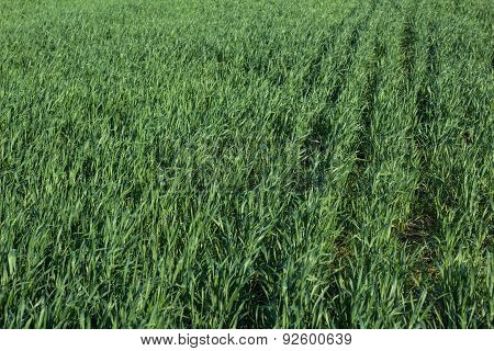 Image Of Wheat Sprouts
