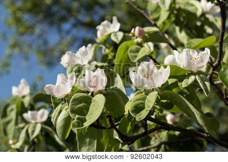 Quince Flowers