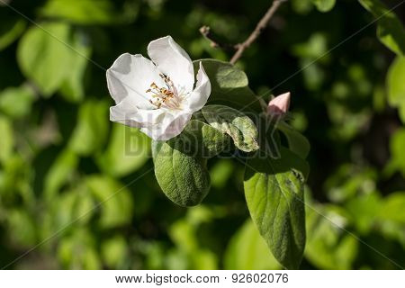 Quince Flower