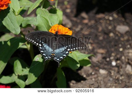 Spicebush Swallowtail Butterfly