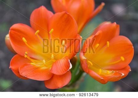 The Flowers On Succulent