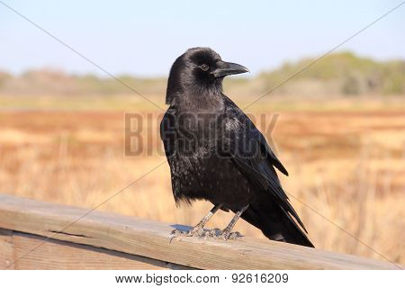 Fish Crow Looking Left
