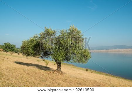 Cork Oak Trees