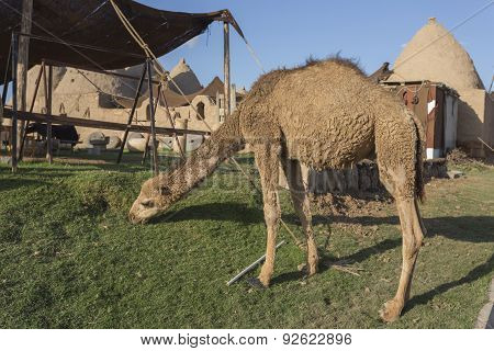 Camel At Harran City, Turkey