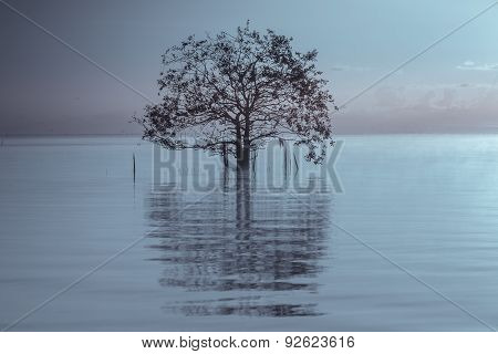 Sunset with silhouetted tree and reflection in water