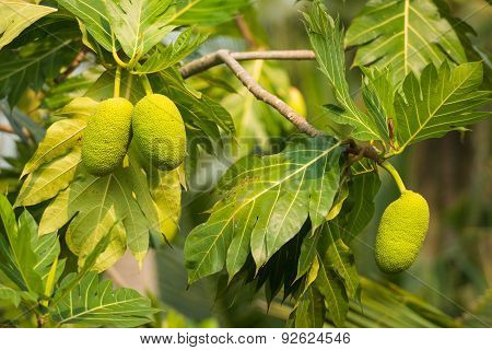 Breadfruit On A Tree