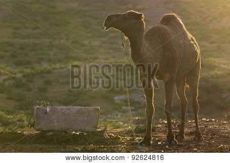 This Photo Was Shot From Harran City In Turykey.