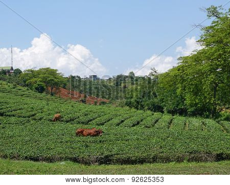 Tea Farm At Bao Loc Highland