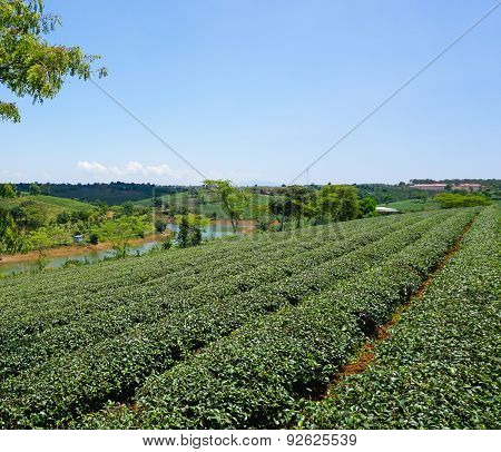 Tea Farm At Bao Loc Highland