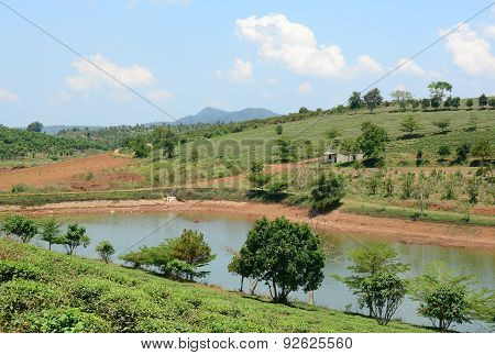 Tea Farm At Bao Loc Highland