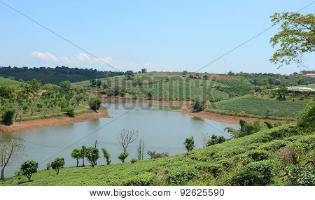 Tea Farm At Bao Loc Highland