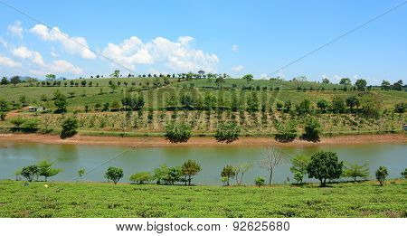 Tea Farm At Bao Loc Highland
