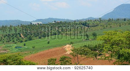 Tea Farm At Bao Loc Highland