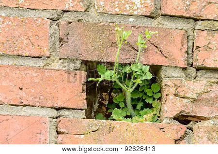 Plant In Wall
