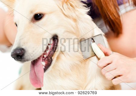I love my pet!