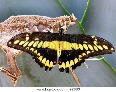 蝶、シマウマ Longwing
