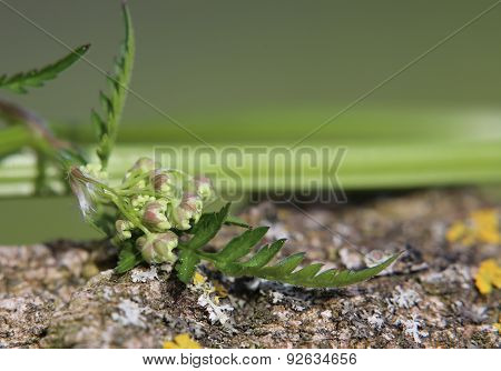 Chervil Blossoms