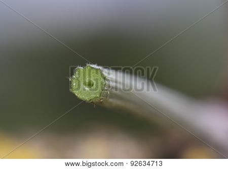 Chervil Stem Cross-section