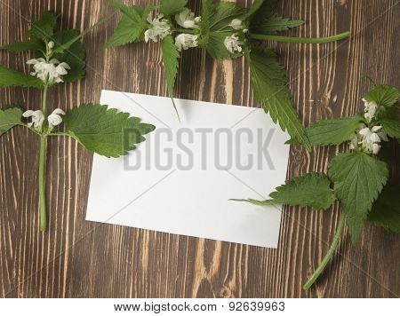 Close Up Of Day-nettle And Blank Paper