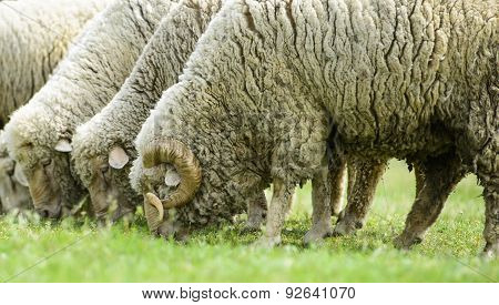 Flock Of Sheep On Green Grass