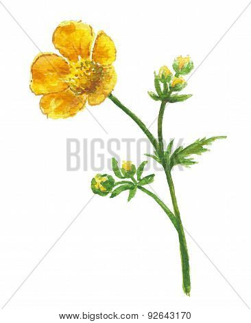 Buttercup yellow flower