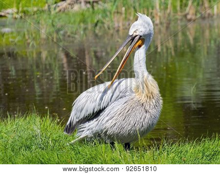 Dalmatian Pelican (pelecanus Crispus)