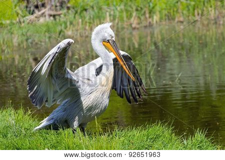 Dalmatian Pelican (pelecanus Crispus)