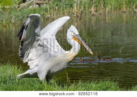 Dalmatian Pelican (pelecanus Crispus)
