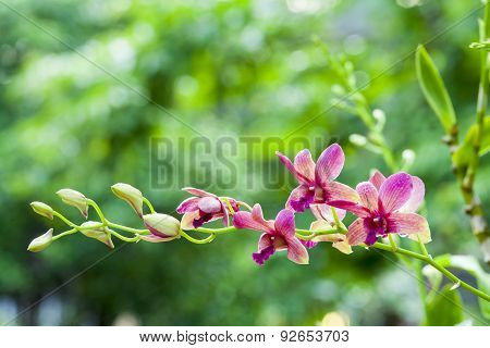 Gently Pink Orchid In Tropical Garden.
