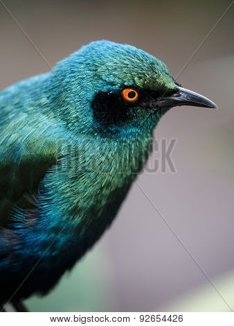 Glossy Starling Bird