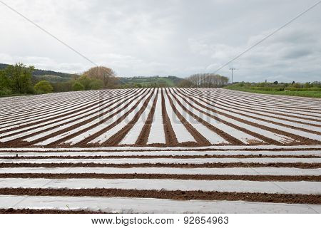 Rows Of Polytunnels