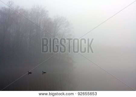 Thick Blanket Of Fog Covers Lake As Ducks Swim