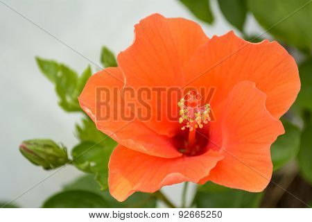 Hibiscus