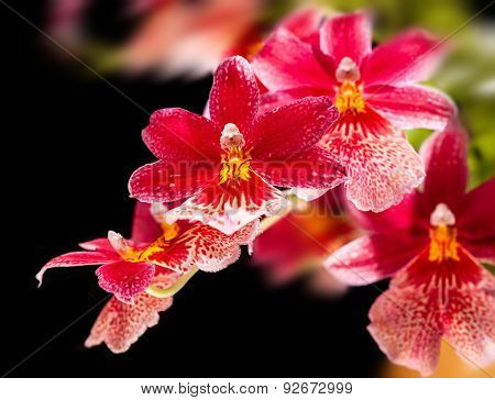 Orchid