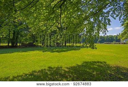 Foliage of a beech forest in sunlight in spring