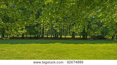 Foliage of a beech forest in sunlight in spring