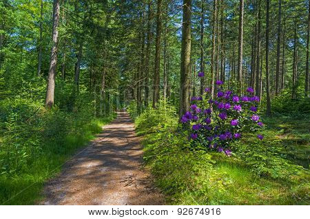 Footpath through a forest in sunlight in spring
