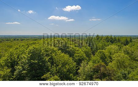 Aerial view of a beech forest in sunlight in spring
