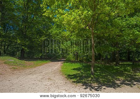 Footpath through a forest in sunlight in spring