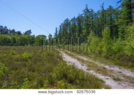 Bridle way through a forest in sunlight in spring
