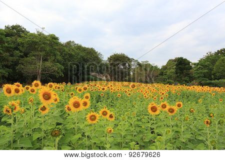 Sunflower