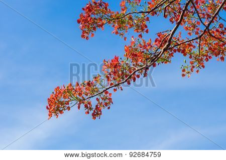 Royal Poinciana, Flamboyant, Flame Tree In The Blue Sky