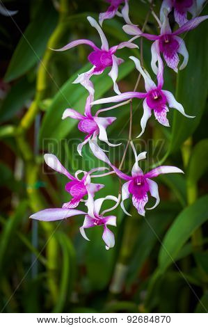 Orchid Flowers