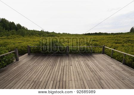 Mangrove forest and wood bridge