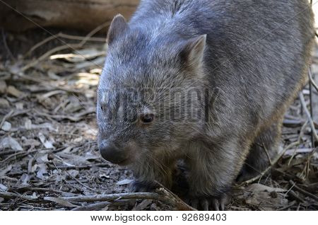 Common Wombat