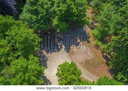 Aerial view of a beech forest in sunlight in spring