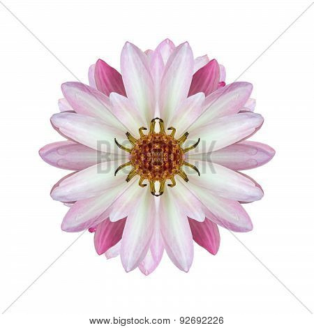 Beautiful lotus isolated white background.